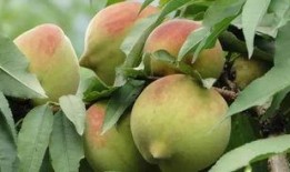 吃瓜的台湾网红叫什么,台湾网红“吃瓜达人”揭秘娱乐圈幕后故事