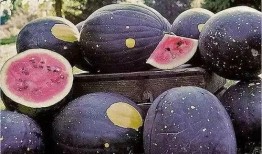 吃瓜爆料黑料蘑菇视频大全下载,吃瓜爆料黑料蘑菇视频大全下载全解析