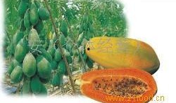 吃瓜的台湾网红叫什么,台湾网红“吃瓜达人”揭秘娱乐圈幕后故事