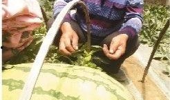 吃瓜说娱乐大西瓜,大西瓜带你领略娱乐圈新鲜事