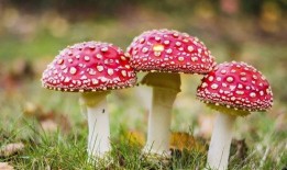 吃瓜爆料黑料蘑菇视频大全下载,吃瓜爆料黑料蘑菇视频大全下载全解析