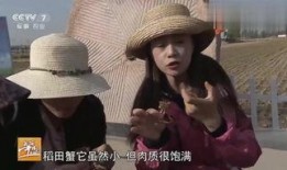 田在线观看,揭秘热门剧集背后的精彩故事